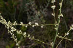 Florida beargrass